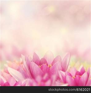 Beautiful Pink Water Lily Background