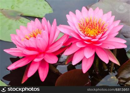 Beautiful pink water lily blooming in sunny day