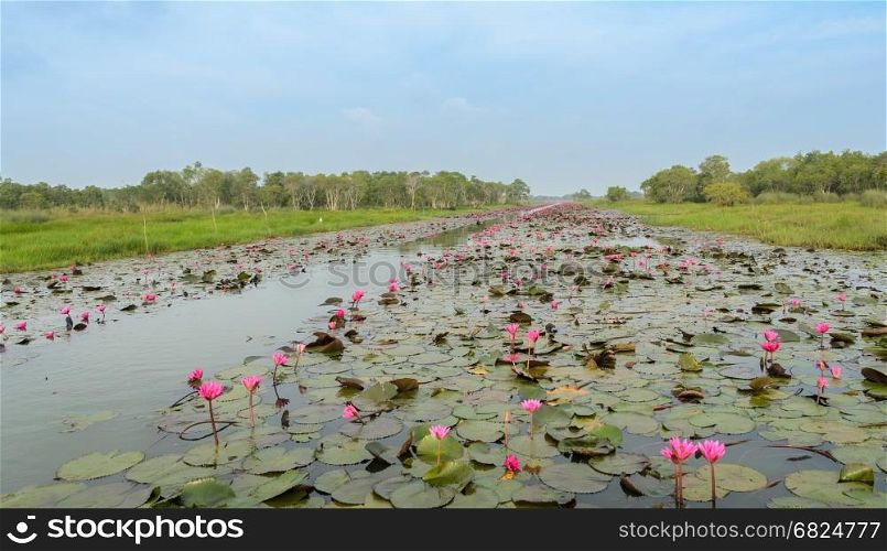 Beautiful pink water lily in lotus swamp at Talay-Noi Wetland in Phattalung province ,Thailand