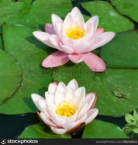 Beautiful pink water lily (Nymphaea alba) in the pond