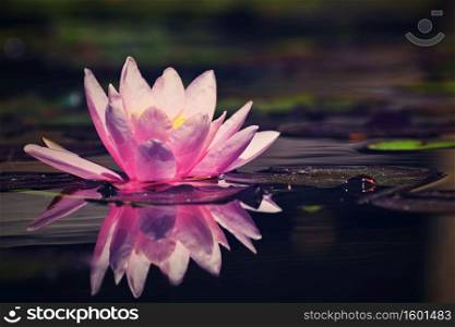 Beautiful pink waterlily - lotus flower in pond. (Nymphaea,Waterlily)