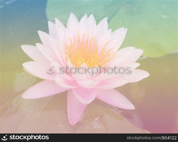 Beautiful pink Waterlily or Lotus Flower and warm light.