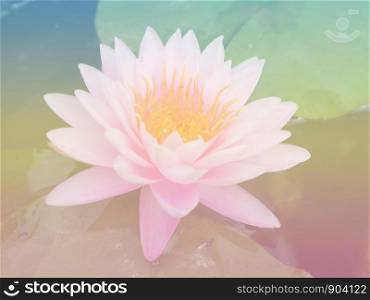 Beautiful pink Waterlily or Lotus Flower and warm light.