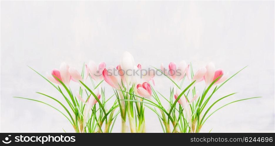 Beautiful pink white crocuses on light background. Spring nature or gardening concept