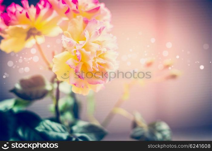 Beautiful pink yellow roses flowers in sunset, outdoor nature background