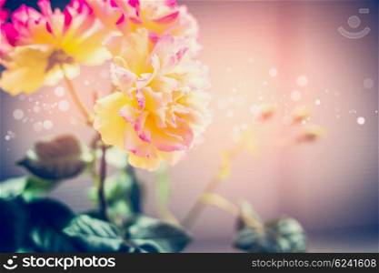 Beautiful pink yellow roses flowers in sunset, outdoor nature background