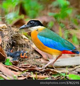 Beautiful Pitta bird, Blue-winged Pitta (Pitta moluccensis) with its chicks on the ground