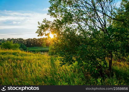 Beautiful plant background at sunset. Hot sun rays on a radiant clearing of the orange sky