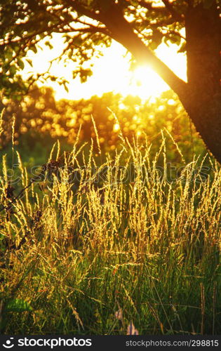 Beautiful plant background at sunset. Hot sun rays on a radiant clearing of the orange sky