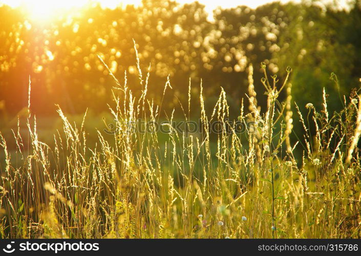 Beautiful plant background at sunset. Hot sun rays on a radiant clearing of the orange sky