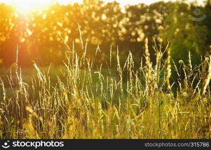Beautiful plant background at sunset. Hot sun rays on a radiant clearing of the orange sky