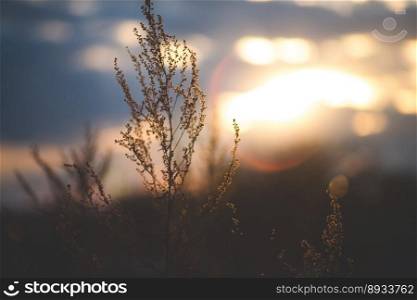 beautiful plant on a sunset background