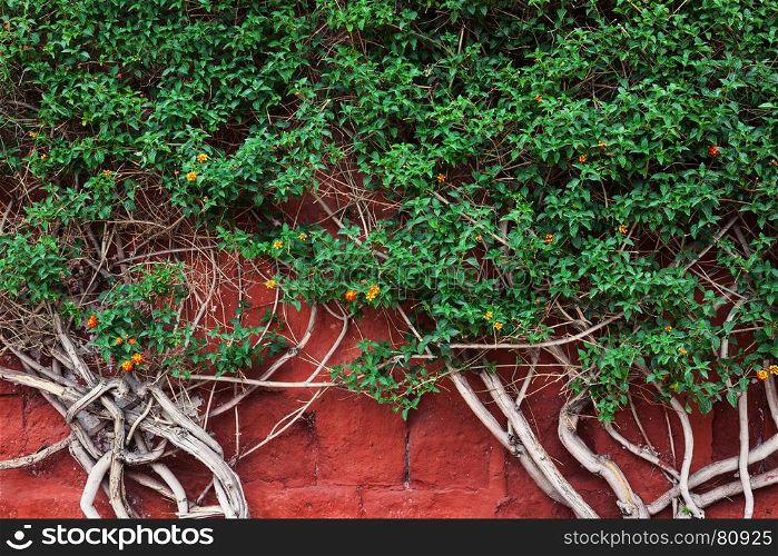 beautiful plant on the background of a red wall