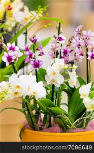 beautiful plant orchid flower. beautiful flowers