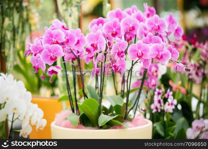 beautiful plant orchid flower. beautiful flowers