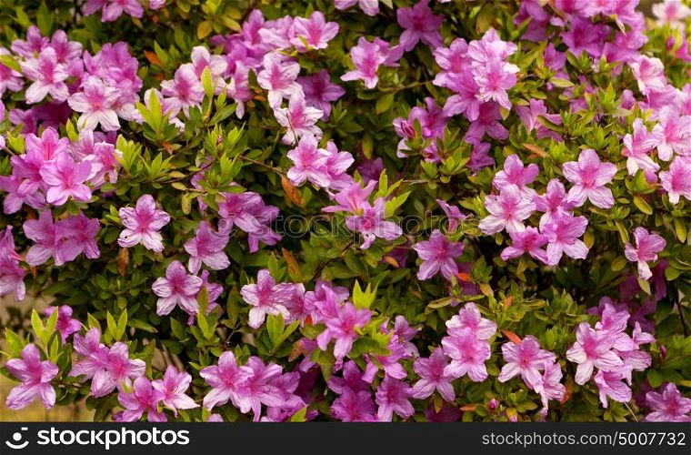Beautiful plant with many pink flowers in the nature