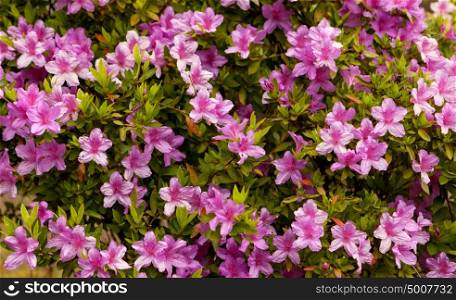 Beautiful plant with many pink flowers in the nature