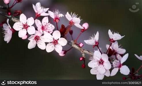 Beautiful plum flowers