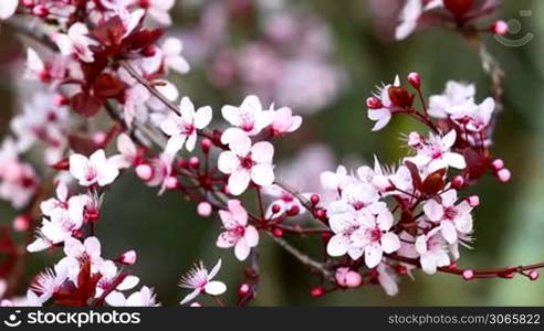 Beautiful plum flowers