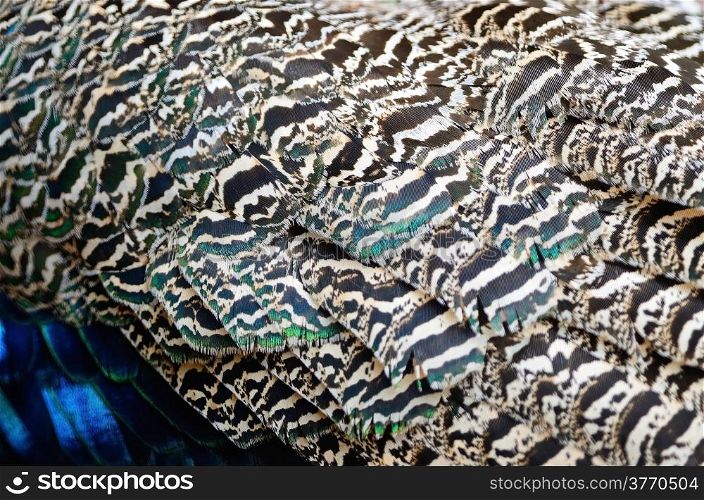 Beautiful plumage of male Green Peafowl feathers background