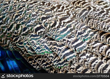 Beautiful plumage of male Green Peafowl feathers background