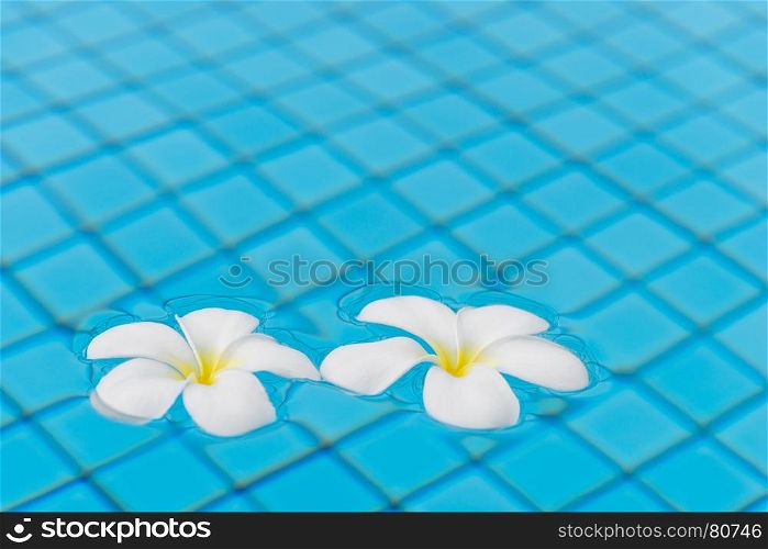 beautiful plumeria flowers on the surface of the water in the pool