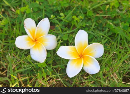 Beautiful Plumeria or Frangipani Flowers on Green grass