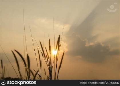 beautiful poaceae ,grasses in the meadow during the sunset.