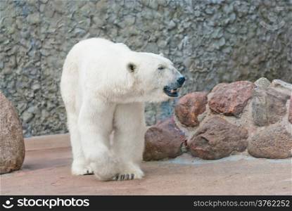 Beautiful polar bear near the stone wall