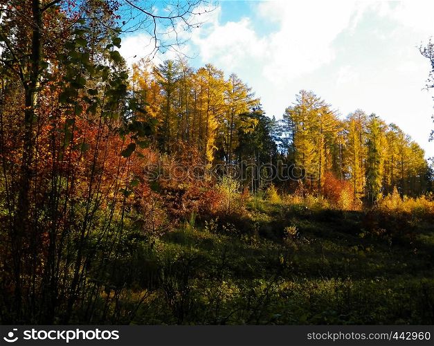 Beautiful Polish golden autumn. Golden, autumnal trees against blue sky with white clouds. Nature and travel concept.. Beautiful Polish golden autumn.
