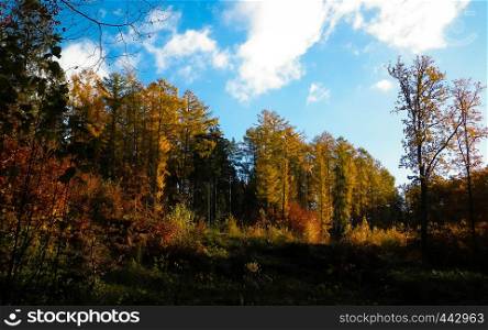 Beautiful Polish golden autumn. Golden, autumnal trees against blue sky with white clouds. Nature and travel concept.. Beautiful Polish golden autumn.