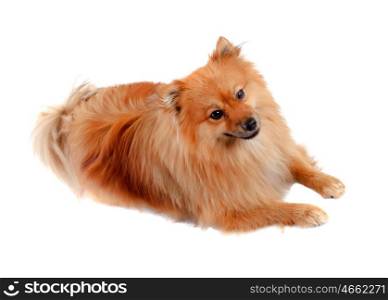 Beautiful Pomeranian dog isolated on a white background