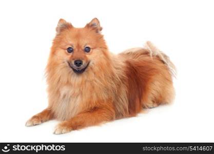Beautiful Pomeranian dog isolated on a white background