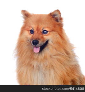 Beautiful Pomeranian dog isolated on a white background