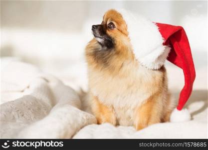 Beautiful pomeranian puppy dog in red santa hat. Christmas dog. happy new year card 2018 with the year dog symbol