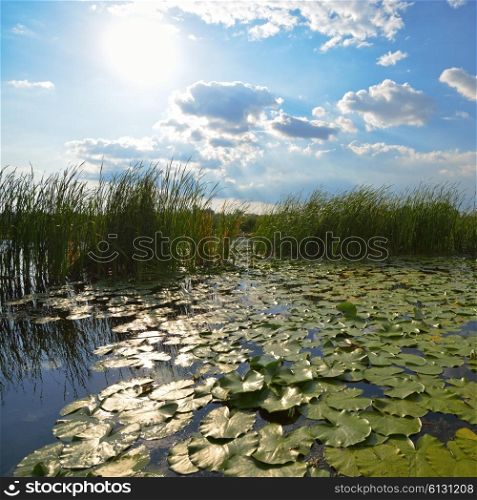 Beautiful pond with reeds and green lily pads at the morning