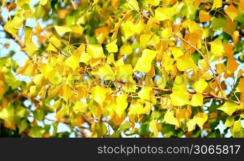 Beautiful poplar leaves