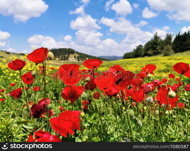 Beautiful Poppies in a meadow of Israeli national park Adulam.