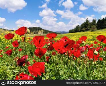 Beautiful Poppies in a meadow of Israeli national park Adulam.