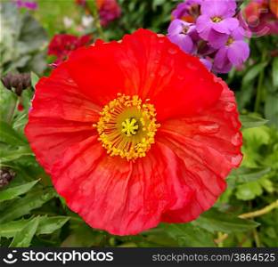 Beautiful poppy among other flowers