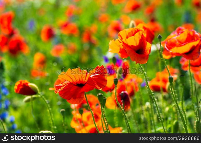 Beautiful poppy field