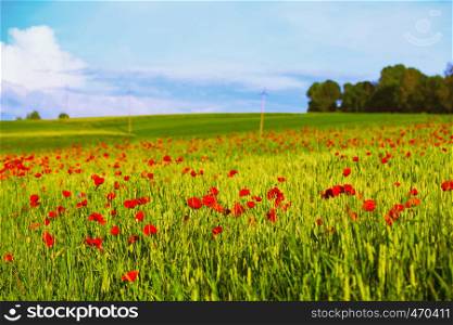beautiful poppy field and blue sky in the background