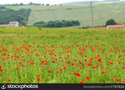 beautiful poppy field background