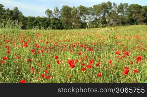 Beautiful poppy field landscape