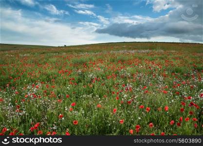 Beautiful poppy field landscape during Summer sunset with dramatic sky