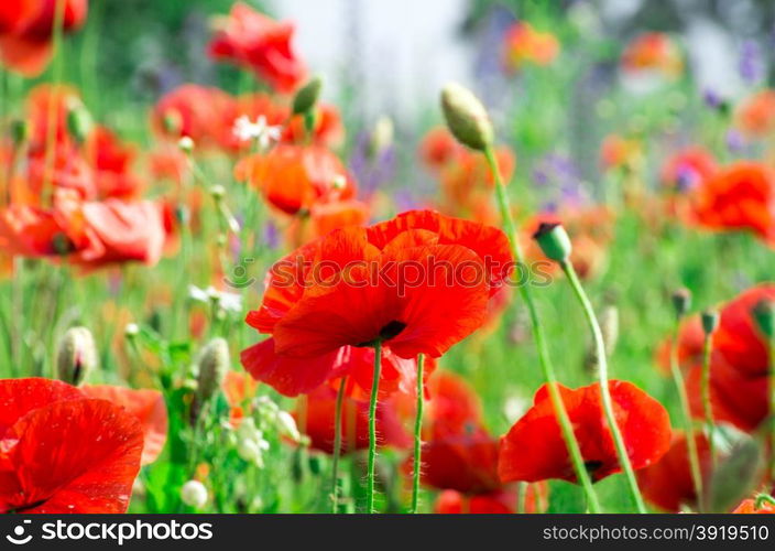 Beautiful poppy flowers in the field