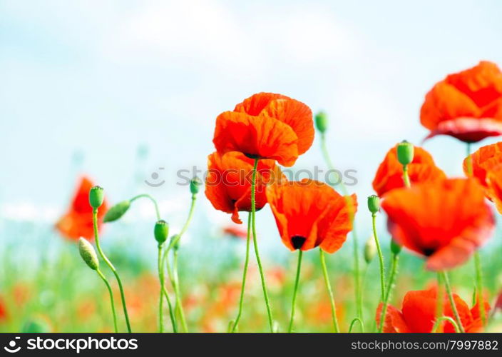 Beautiful poppy flowers in the field