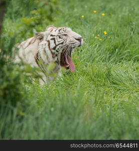 Beautiful portrait image of hybrid white tiger Panthera Tigris i. Stunning portrait image of hybrid white tiger Panthera Tigris in vibrant landscape and foliage