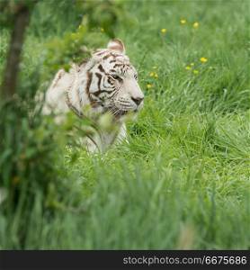 Beautiful portrait image of hybrid white tiger Panthera Tigris i. Stunning portrait image of hybrid white tiger Panthera Tigris in vibrant landscape and foliage