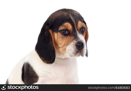 Beautiful portrait of a beagle puppi brown and black. Beautiful portrait of a beagle puppi brown and black isolated on a white background